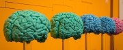 Brains